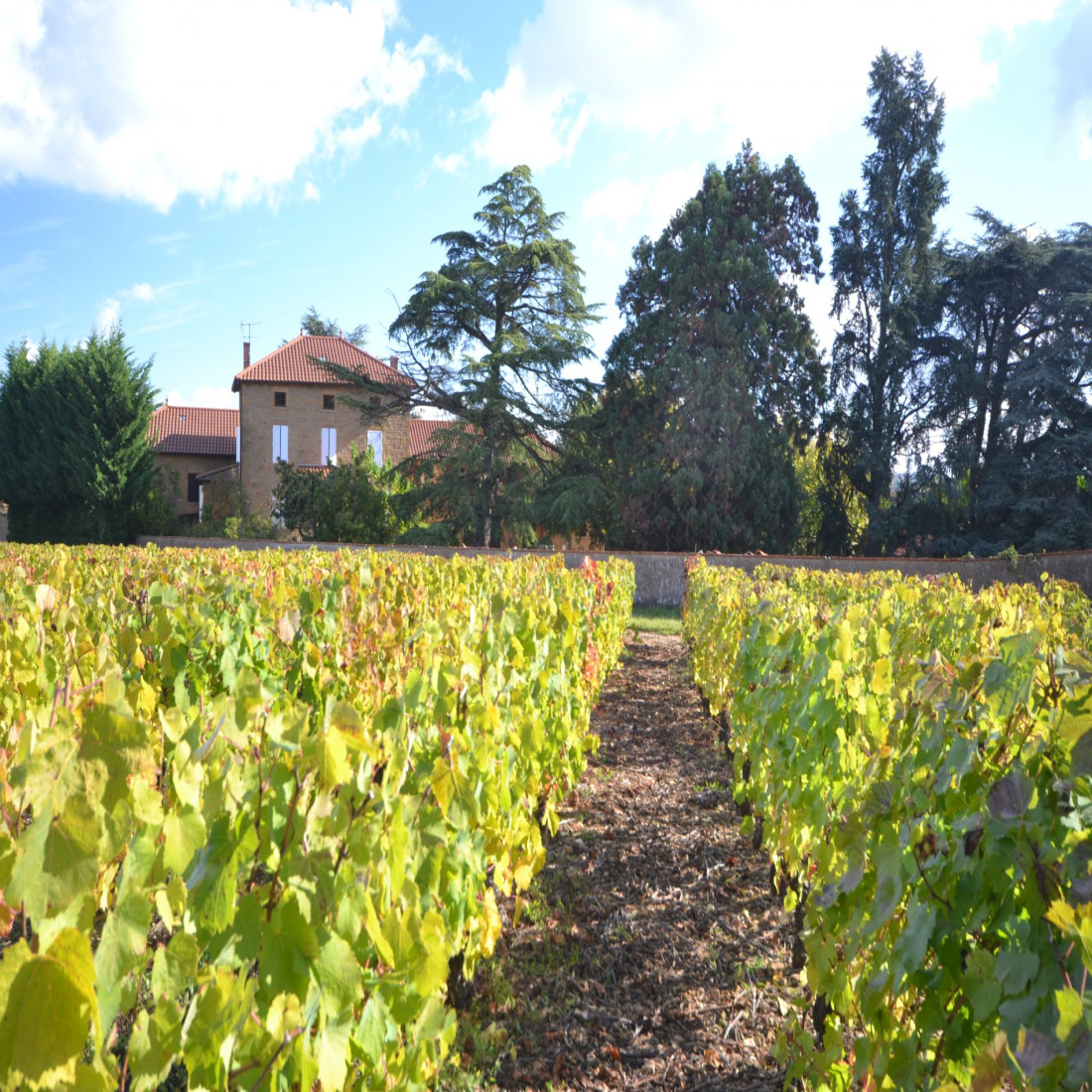 Domaine Walbaum - Vignoble & Hôtel Vallon Pont D'arc